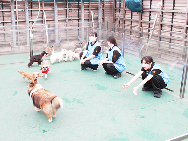 生徒とモデル犬が大好きなドッグラン♪